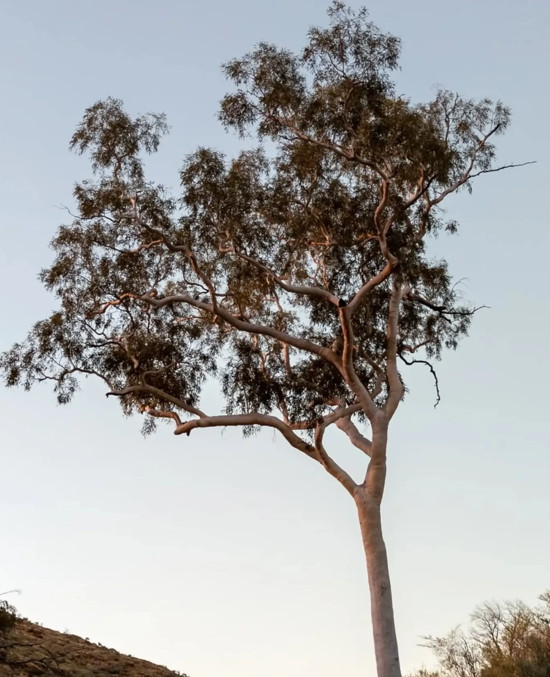 Ghost Gum Flat, Larapinta