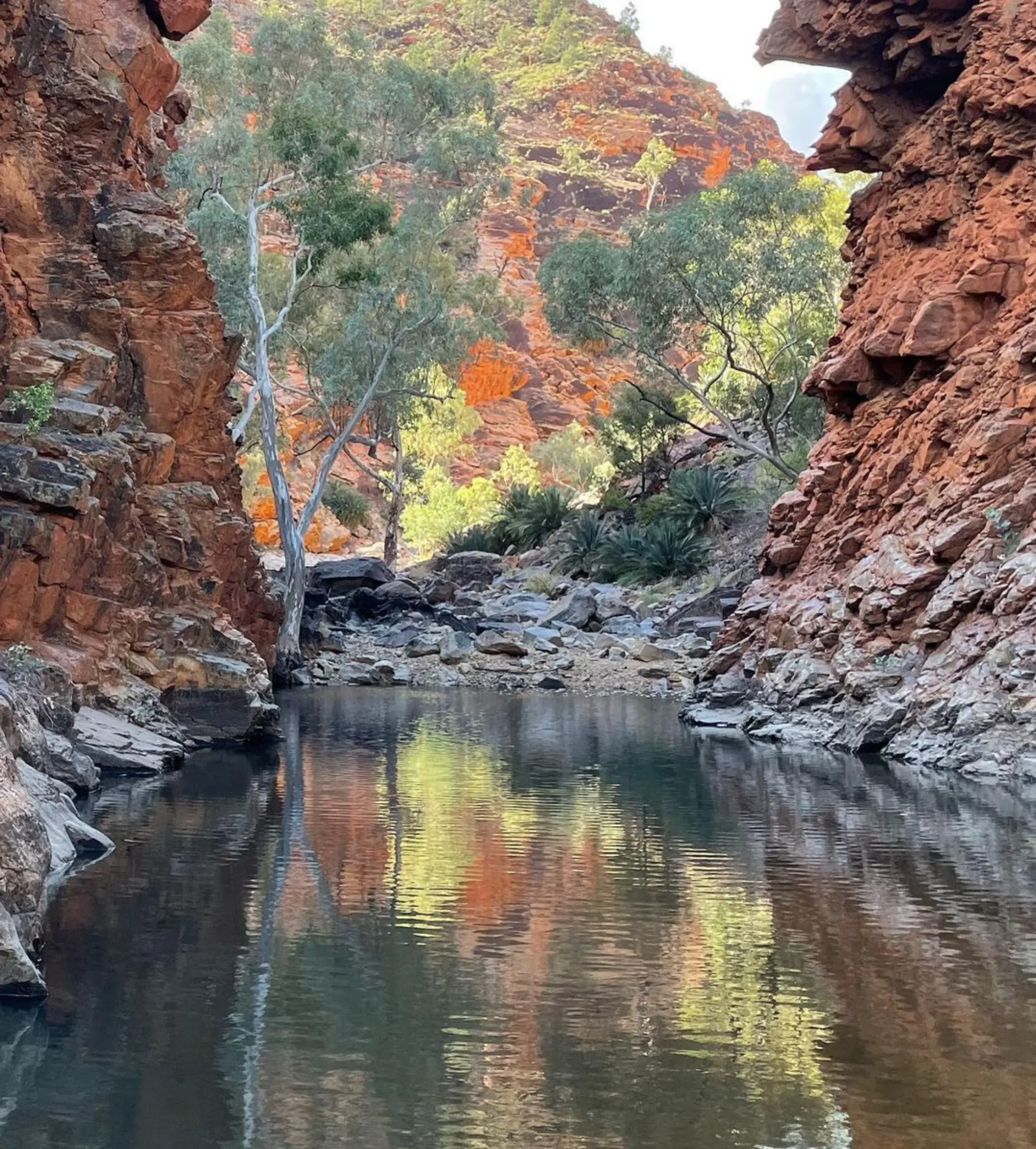 Larapinta walking tours