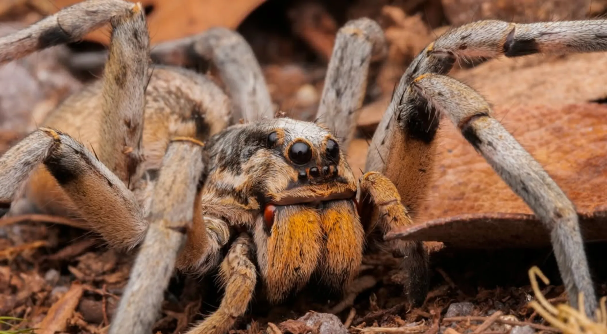 Camouflaged, Spiders Uluru