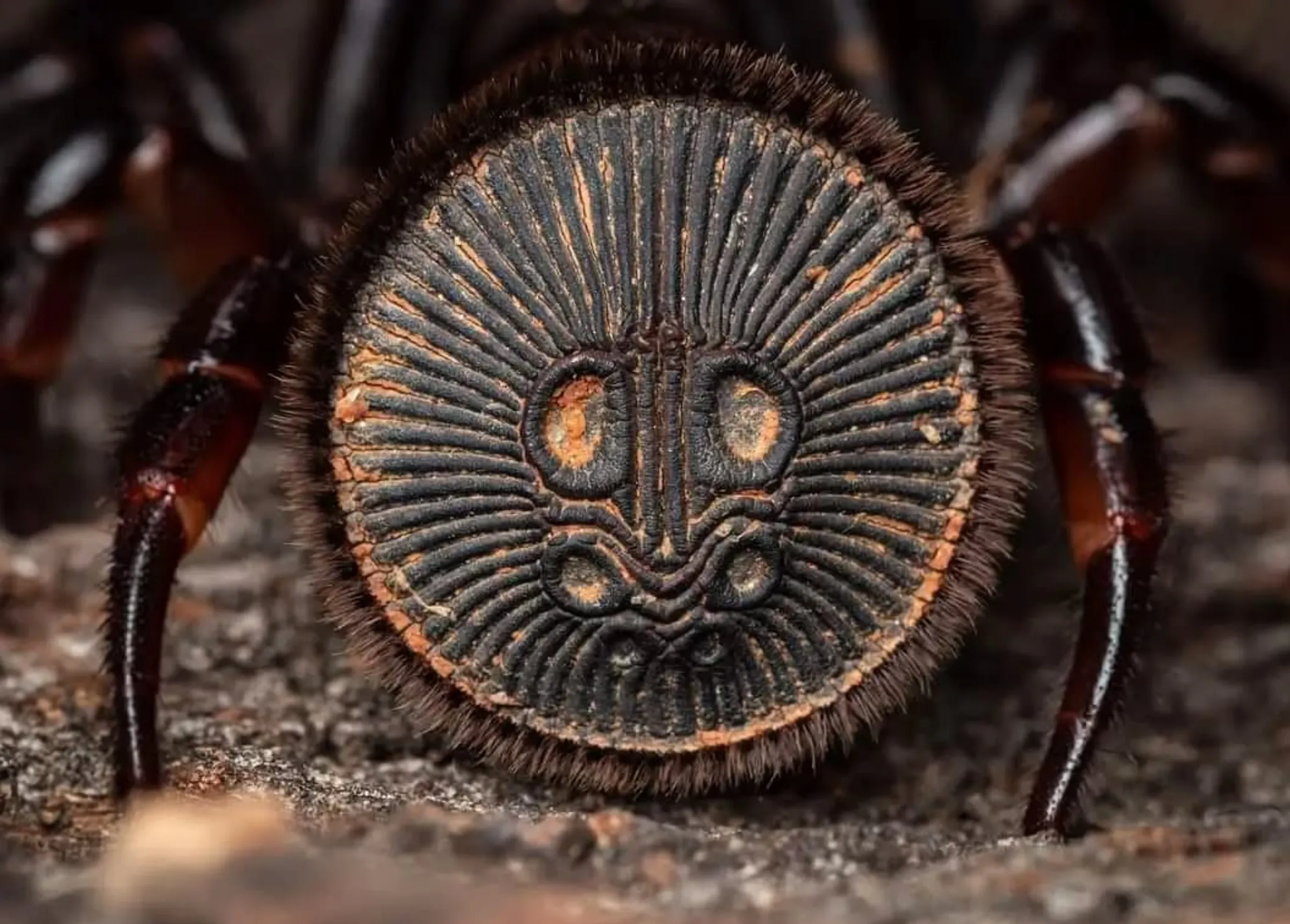 hidden entrance, Spiders Uluru