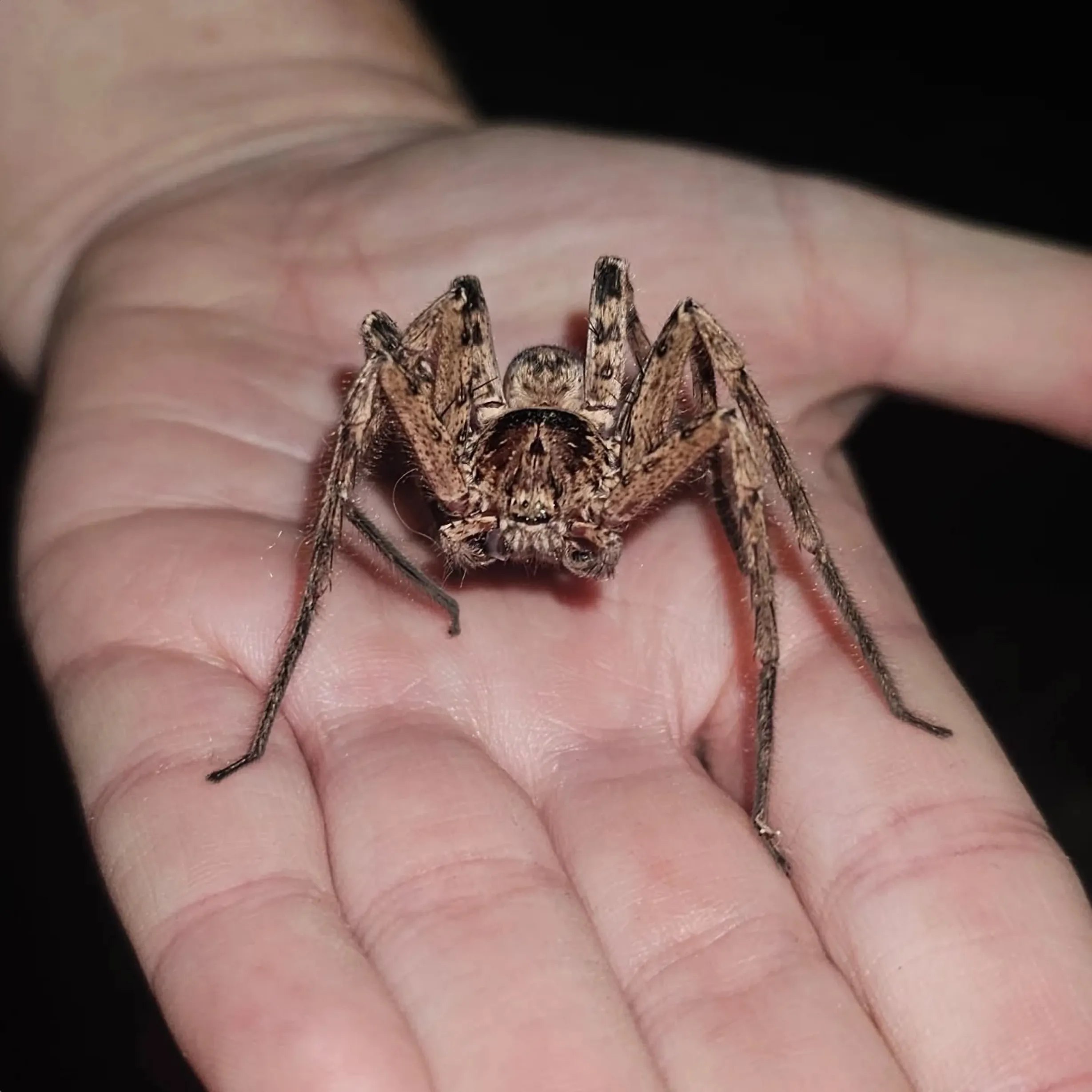 non-venomous, Spiders Uluru