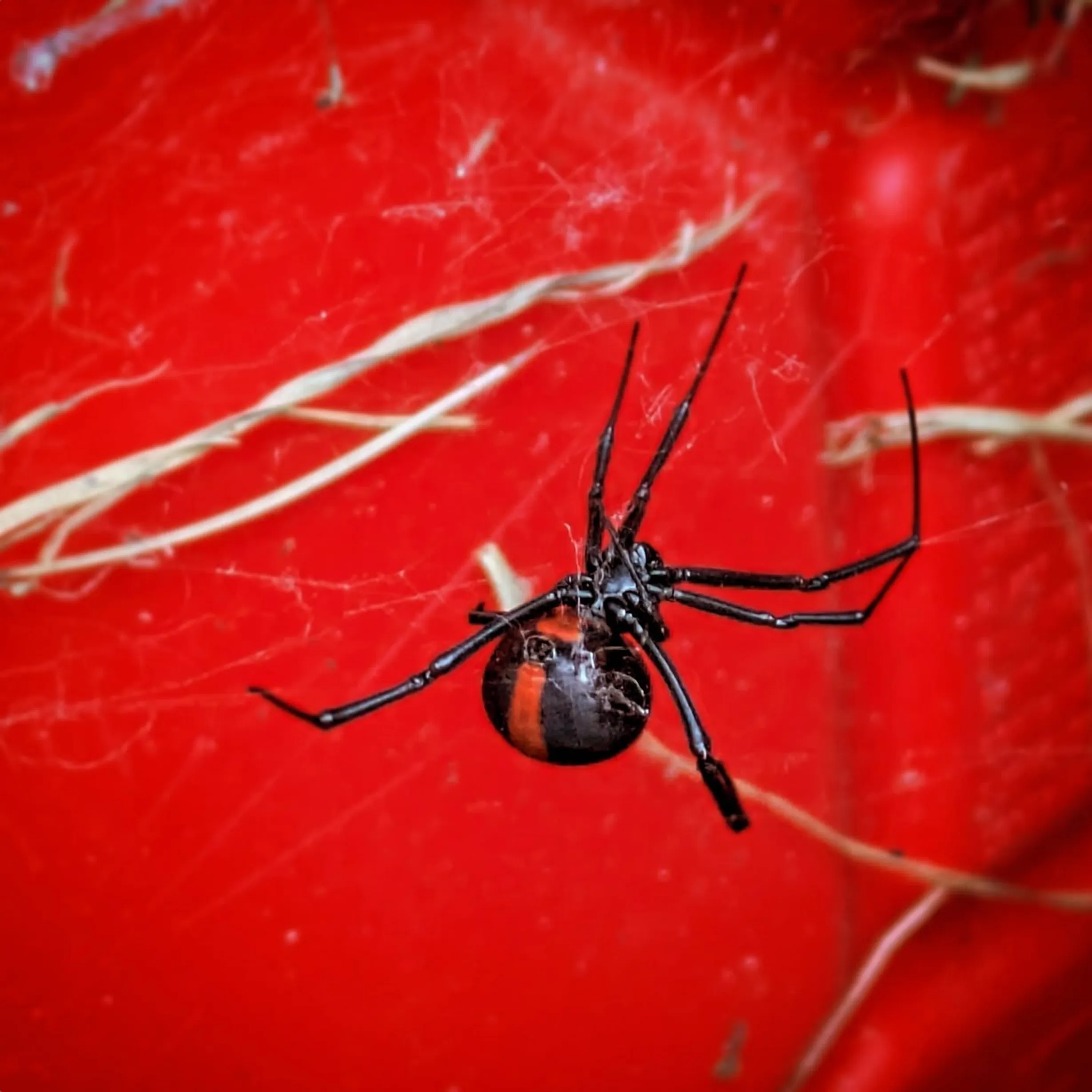 sheltered areas, Spiders Uluru