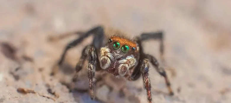 Spiders Around Uluru